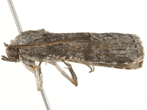  ( - BIOUG45810-E12)  @12 [ ] CreativeCommons - Attribution (2020) CBG Photography Group Centre for Biodiversity Genomics