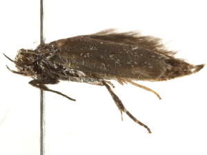  ( - BIOUG45813-B06)  @12 [ ] CreativeCommons - Attribution (2020) CBG Photography Group Centre for Biodiversity Genomics