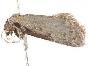  ( - BIOUG45813-G02)  @12 [ ] CreativeCommons - Attribution (2020) CBG Photography Group Centre for Biodiversity Genomics