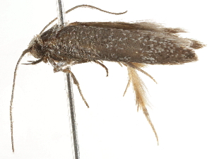  ( - BIOUG45815-G02)  @12 [ ] CreativeCommons - Attribution (2020) CBG Photography Group Centre for Biodiversity Genomics