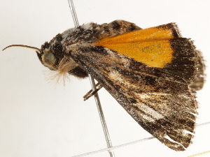  ( - BIOUG45816-D12)  @12 [ ] CreativeCommons - Attribution (2020) CBG Photography Group Centre for Biodiversity Genomics