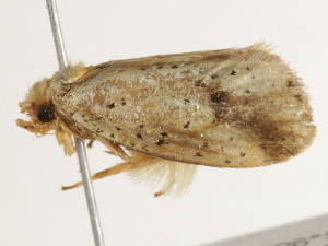  ( - BIOUG45816-G04)  @12 [ ] CreativeCommons - Attribution (2020) CBG Photography Group Centre for Biodiversity Genomics