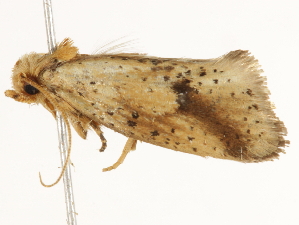  ( - BIOUG45818-A11)  @12 [ ] CreativeCommons - Attribution (2020) CBG Photography Group Centre for Biodiversity Genomics