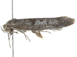  ( - BIOUG45819-F08)  @12 [ ] CreativeCommons - Attribution (2020) CBG Photography Group Centre for Biodiversity Genomics