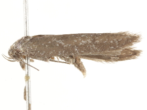  ( - BIOUG45820-A03)  @12 [ ] CreativeCommons - Attribution (2020) CBG Photography Group Centre for Biodiversity Genomics