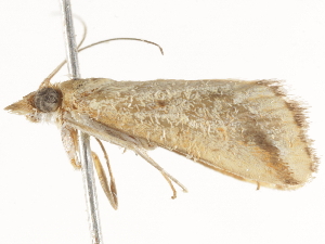  ( - BIOUG45824-D04)  @12 [ ] CreativeCommons - Attribution (2020) CBG Photography Group Centre for Biodiversity Genomics