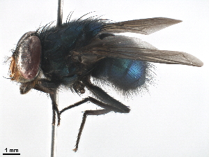  ( - BIOUG45868-G09)  @11 [ ] CreativeCommons - Attribution (2019) CBG Photography Group Centre for Biodiversity Genomics