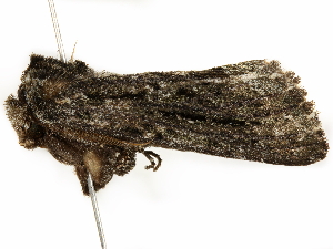  ( - BIOUG51281-B10)  @12 [ ] CreativeCommons - Attribution (2019) CBG Photography Group Centre for Biodiversity Genomics