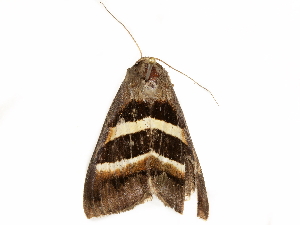  ( - BIOUG51282-D08)  @12 [ ] CreativeCommons - Attribution (2019) CBG Photography Group Centre for Biodiversity Genomics