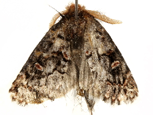  ( - BIOUG51282-E08)  @12 [ ] CreativeCommons - Attribution (2019) CBG Photography Group Centre for Biodiversity Genomics