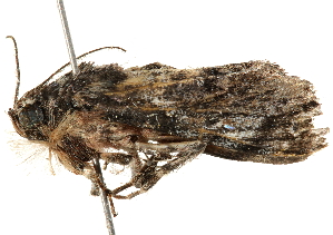  ( - BIOUG51283-D05)  @12 [ ] CreativeCommons - Attribution (2019) CBG Photography Group Centre for Biodiversity Genomics