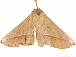  ( - BIOUG51284-G05)  @11 [ ] CreativeCommons - Attribution (2019) CBG Photography Group Centre for Biodiversity Genomics