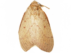  ( - BIOUG51285-D04)  @11 [ ] CreativeCommons - Attribution (2019) CBG Photography Group Centre for Biodiversity Genomics