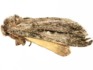  ( - BIOUG51285-D07)  @12 [ ] CreativeCommons - Attribution (2019) CBG Photography Group Centre for Biodiversity Genomics