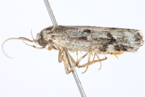  ( - BIOUG04704-A08)  @12 [ ] CreativeCommons - Attribution (2013) CBG Photography Group Centre for Biodiversity Genomics