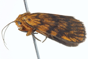  ( - BIOUG04704-B12)  @13 [ ] CreativeCommons - Attribution (2013) CBG Photography Group Centre for Biodiversity Genomics