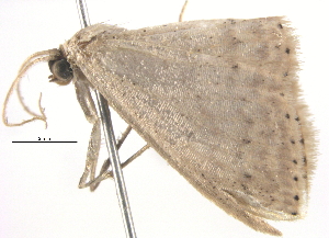  ( - BIOUG06106-D06)  @12 [ ] CreativeCommons - Attribution (2013) CBG Photography Group Centre for Biodiversity Genomics