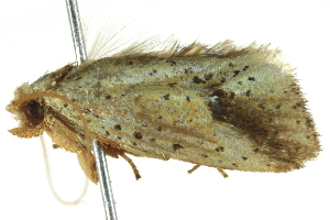  ( - BIOUG04705-D07)  @12 [ ] CreativeCommons - Attribution (2013) CBG Photography Group Centre for Biodiversity Genomics