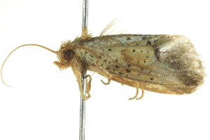  ( - BIOUG04706-A11)  @12 [ ] CreativeCommons - Attribution (2013) CBG Photography Group Centre for Biodiversity Genomics