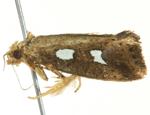  ( - BIOUG05361-A09)  @12 [ ] CreativeCommons - Attribution (2013) CBG Photography Group Centre for Biodiversity Genomics