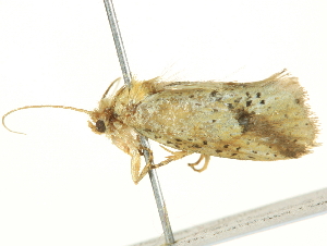  ( - BIOUG05361-F11)  @12 [ ] CreativeCommons - Attribution (2013) CBG Photography Group Centre for Biodiversity Genomics