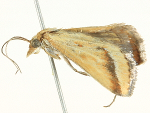  ( - BIOUG05362-C08)  @12 [ ] CreativeCommons - Attribution (2013) CBG Photography Group Centre for Biodiversity Genomics