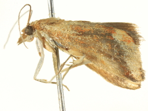  ( - BIOUG05364-E02)  @12 [ ] CreativeCommons - Attribution (2013) CBG Photography Group Centre for Biodiversity Genomics