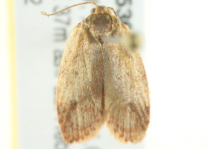  ( - BIOUG05365-H04)  @13 [ ] CreativeCommons - Attribution (2013) CBG Photography Group Centre for Biodiversity Genomics