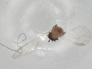  ( - CBG-A02831-D07)  @11 [ ] CreativeCommons - Attribution (2023) Centre for Biodiversity Genomics Centre for Biodiversity Genomics