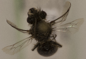  (Colletes musculus - CCDB-22009 F11)  @14 [ ] CreativeCommons - Attribution (2015) Laurence Packer York University
