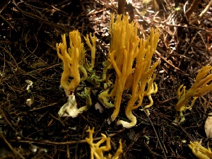  (Ramaria sp. 16 - GO-2009-251)  @11 [ ] Copyright (2009) Roberto Garibay Orijel Universidad Nacional Autonoma de Mexico