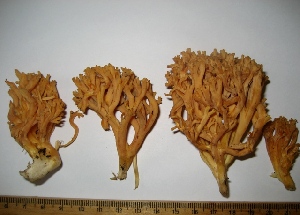  ( - GO-2009-267)  @11 [ ] Copyright (2009) Roberto Garibay Orijel Universidad Nacional Autonoma de Mexico