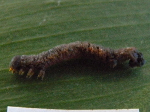  ( - NUMCATCR0421)  @12 [ ] CreativeCommons - Attribution Non-Commercial Share-Alike (2016) C. Redmond Czech Academy of Sciences