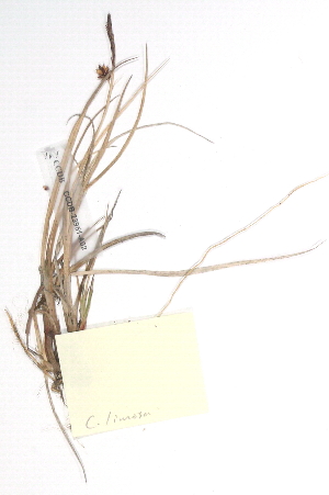  (Carex rotundata - CCDB-23951-A02)  @11 [ ] CreativeCommons - Attribution (2015) CBG Photography Group Centre for Biodiversity Genomics