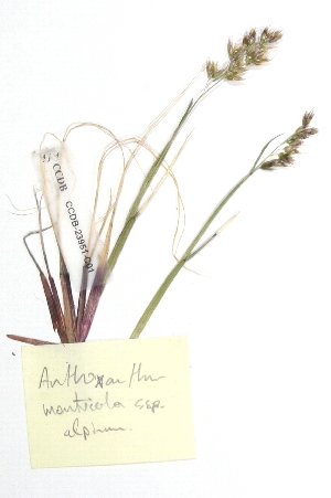  ( - CCDB-23951-C01)  @11 [ ] CreativeCommons - Attribution (2015) CBG Photography Group Centre for Biodiversity Genomics