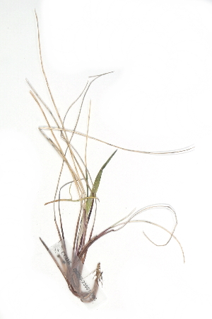  ( - CCDB-23951-C08)  @11 [ ] CreativeCommons - Attribution (2015) CBG Photography Group Centre for Biodiversity Genomics