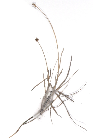  (Carex chordorrhiza - CCDB-23951-C11)  @11 [ ] CreativeCommons - Attribution (2015) CBG Photography Group Centre for Biodiversity Genomics