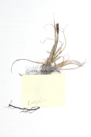  (Carex rupestris - CCDB-23951-F04)  @11 [ ] CreativeCommons - Attribution (2015) CBG Photography Group Centre for Biodiversity Genomics