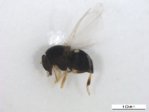  ( - BIOUG01375-C01)  @12 [ ] CreativeCommons - Attribution (2011) CBG Photography Group Centre for Biodiversity Genomics