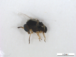  ( - BIOUG01375-C03)  @12 [ ] CreativeCommons - Attribution (2011) CBG Photography Group Centre for Biodiversity Genomics
