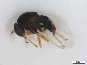  ( - BIOUG01375-C04)  @12 [ ] CreativeCommons - Attribution (2011) CBG Photography Group Centre for Biodiversity Genomics