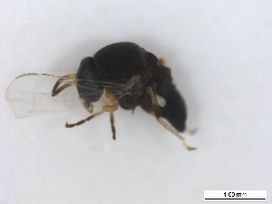  ( - BIOUG01375-C06)  @12 [ ] CreativeCommons - Attribution (2011) CBG Photography Group Centre for Biodiversity Genomics