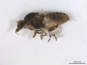  ( - BIOUG01375-G03)  @12 [ ] CreativeCommons - Attribution (2011) CBG Photography Group Centre for Biodiversity Genomics