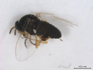  ( - BIOUG01375-G07)  @12 [ ] CreativeCommons - Attribution (2011) CBG Photography Group Centre for Biodiversity Genomics