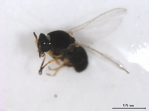  ( - BIOUG01375-G09)  @12 [ ] CreativeCommons - Attribution (2011) CBG Photography Group Centre for Biodiversity Genomics