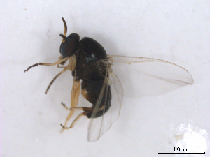  ( - BIOUG01375-G11)  @13 [ ] CreativeCommons - Attribution (2011) CBG Photography Group Centre for Biodiversity Genomics