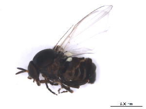  ( - BIOUG01376-H02)  @13 [ ] CreativeCommons - Attribution (2011) CBG Photography Group Centre for Biodiversity Genomics