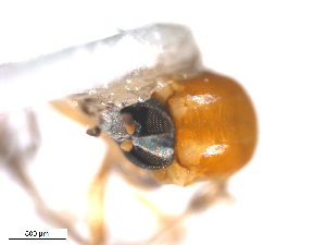  ( - BIOUG01380-C05)  @12 [ ] CreativeCommons - Attribution (2011) CBG Photography Group Centre for Biodiversity Genomics