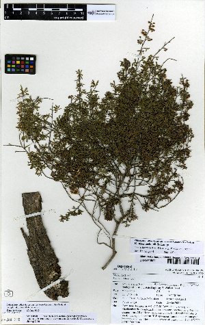  (Kunzea - NZANG131)  @11 [ ] Copyright (2016) Allan Herbarium, Landcare Research Lincoln, New Zealand Allan Herbarium, Landcare Research Lincoln, New Zealand