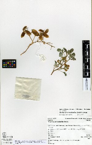  (Montigena novae-zelandiae - NZANG132)  @11 [ ] Copyright (2016) Allan Herbarium, Landcare Research Lincoln, New Zealand Allan Herbarium, Landcare Research Lincoln, New Zealand